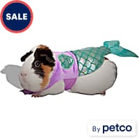 Guinea pig cheap leash petco