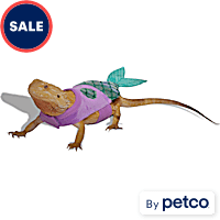 Explore Accessories for Reptile Tanks Petco