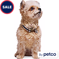 Reddy Denim Dog Collar