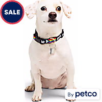 YOULY Pride Progress Flag Dog Collar