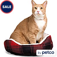EveryYay Essentials Step-In Cat Bed