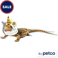 Bootique Unicorn Bearded Dragon Halloween Costume