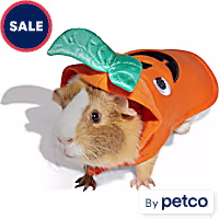 Bootique Jack-o-Lantern Small Animal Halloween Costume