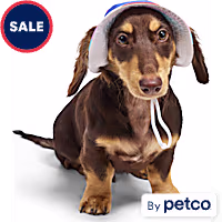YOULY Pride Reversible Bucket Dog Hat