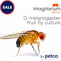 Flightless Fruit Flies - D. melanogaster