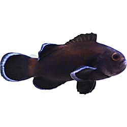 black photon clownfish for sale