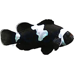 black photon clownfish for sale