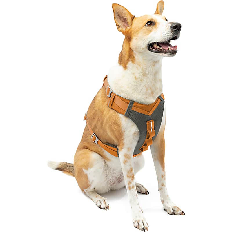 Embark Personalized Leather Dog Collar