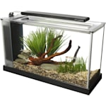 African Dwarf Frog Care Sheet Food Habitat Health Petco
