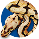 Ball python lighting