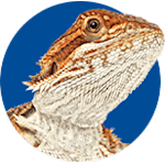 bearded dragon lighting