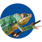 chameleon heating & lighting