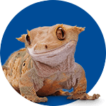 crested gecko heating & lighting