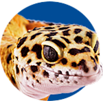 leopard gecko lighting