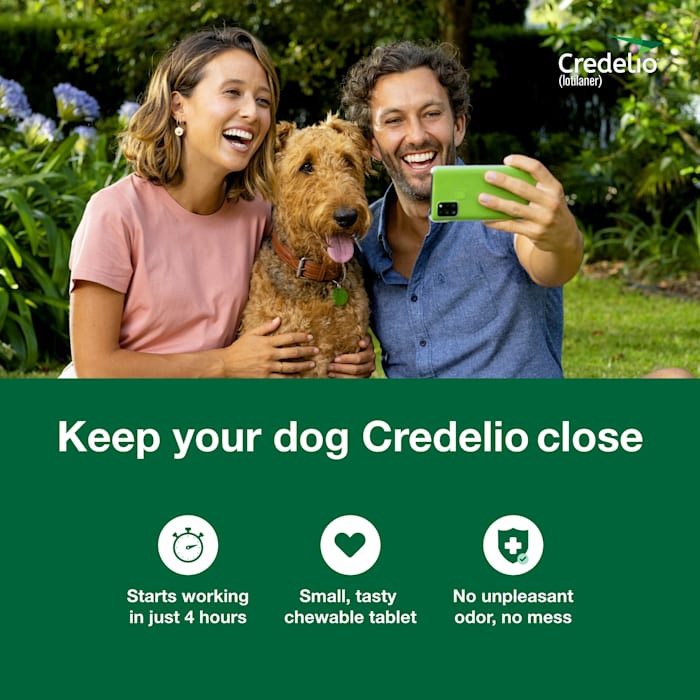 Photos - Dog Medicines & Vitamins Credelio Credelio Chewable Tablet for Dogs 25.1-50 lbs, 3 Month Supply