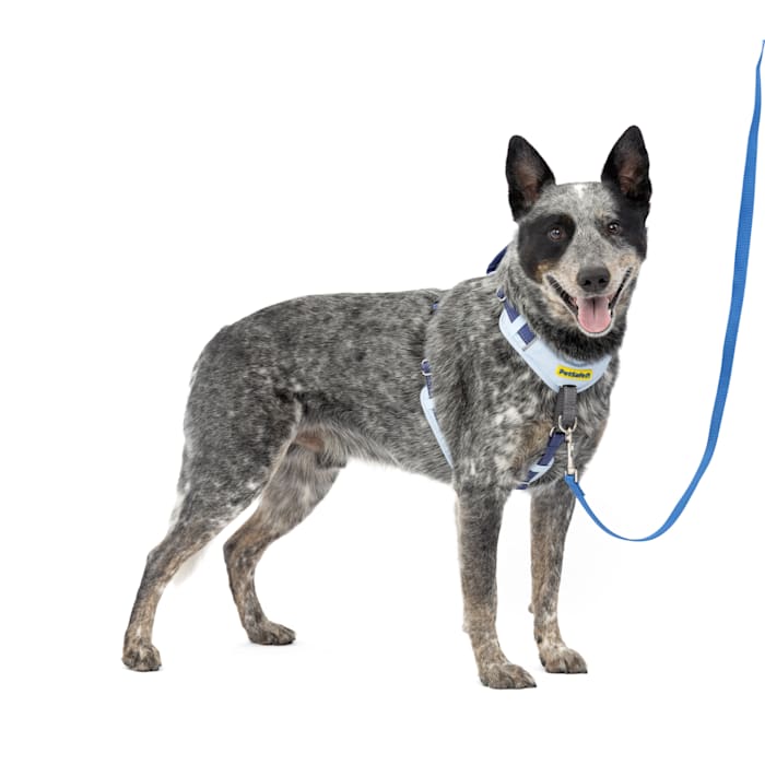 PetSafe 5 Points of Adjustment for Perfect Fit Easy Walk Comfort No-Pull Dog Harness, Medium/Large, Blue