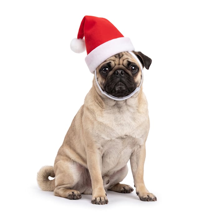 Petco Holiday Pet Santa Hat, Red, Large/XL