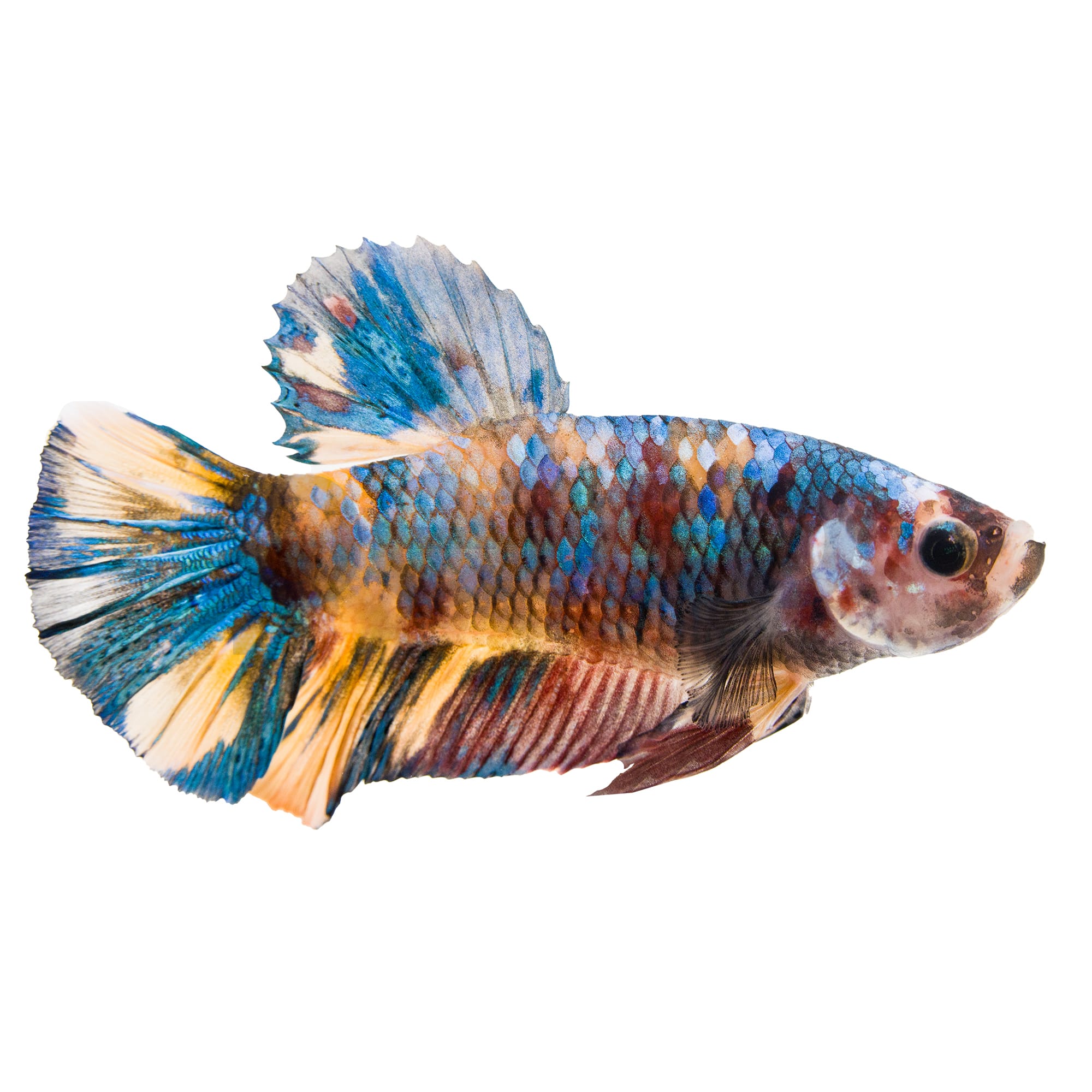 Koi Betta Fish Petco