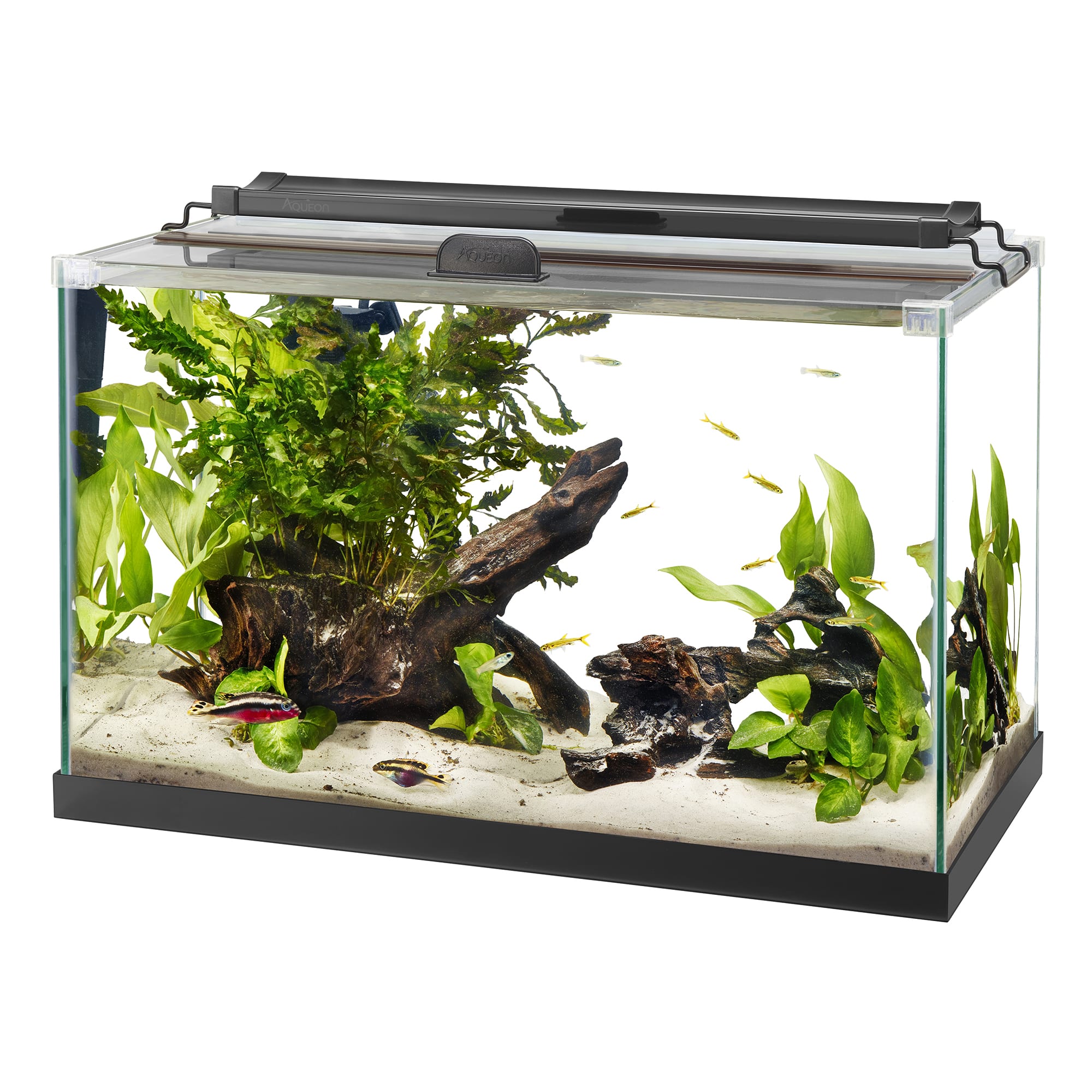 Aqueon 20 gallon öppet glas akvariumAqueon 20 gallon öppet glas akvarium  