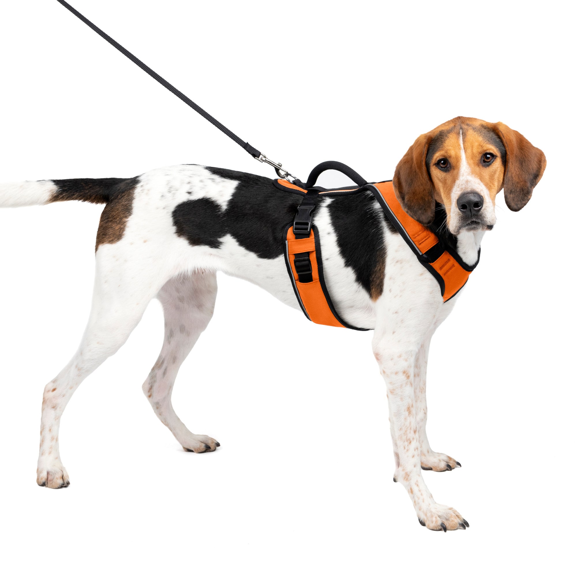 8 Harnesses to Help Your Dog Stand