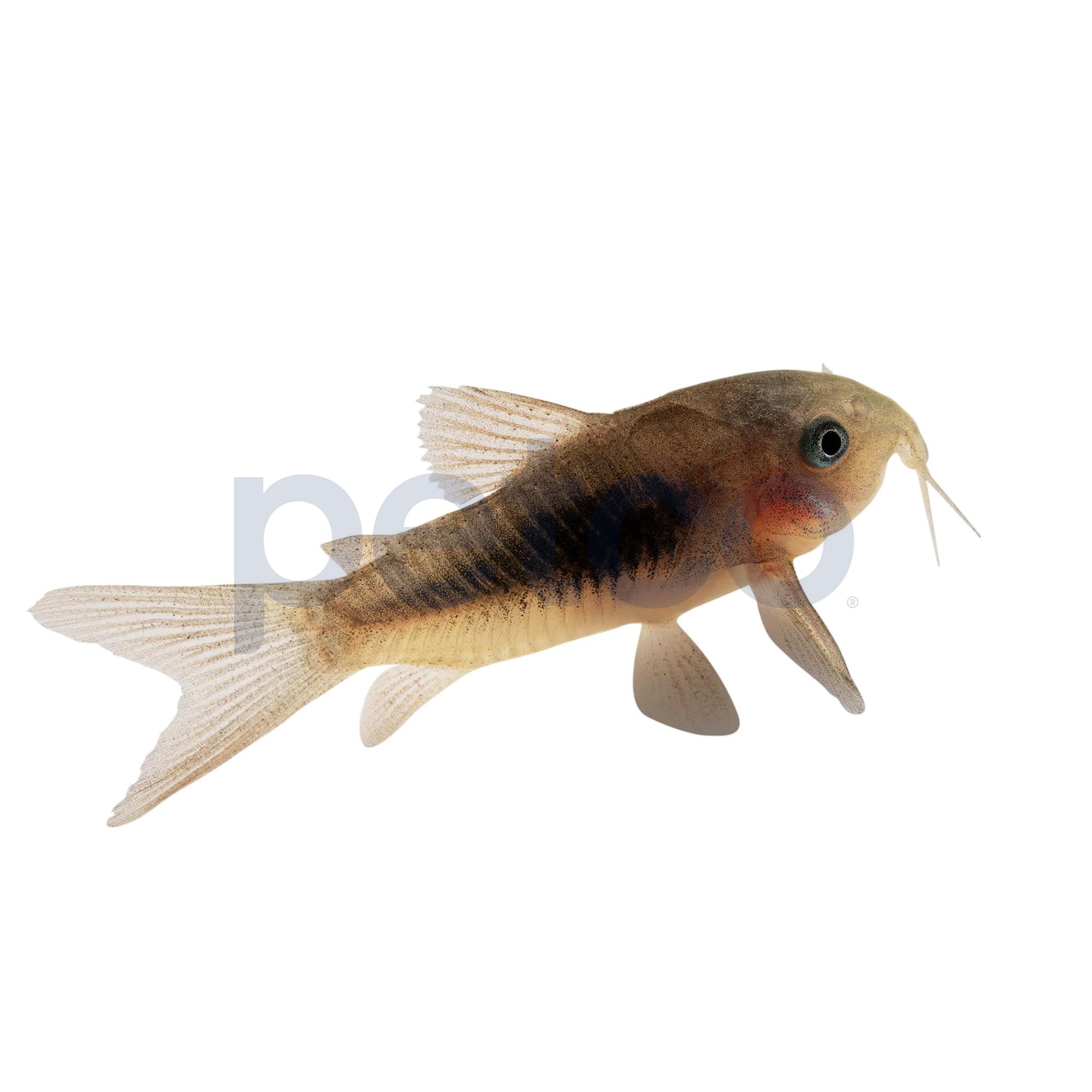 Aquarium Fish Live Catfish Pack Of Live Fish For Aquarium