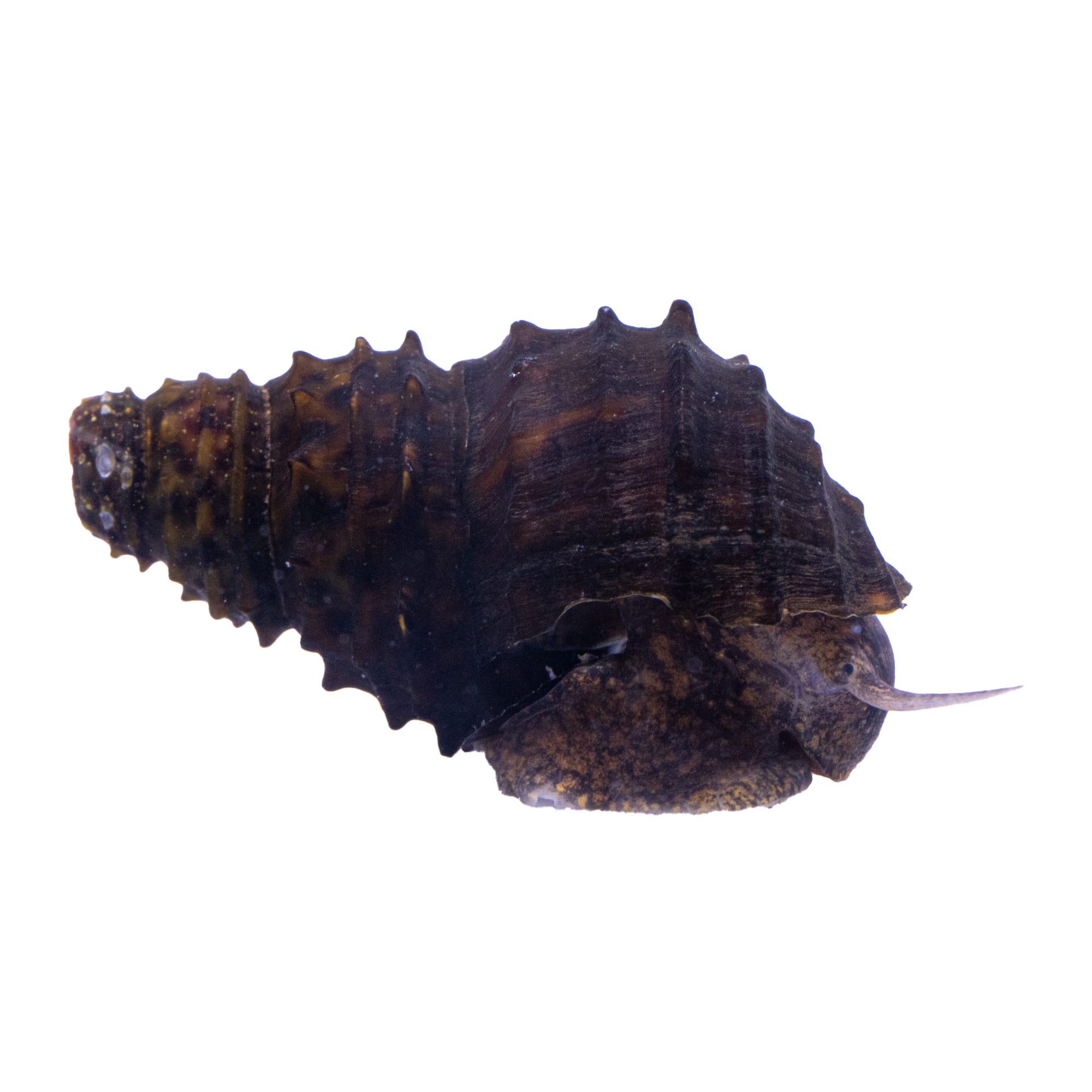 Red Collar Snail (Norrisia norrisi)
