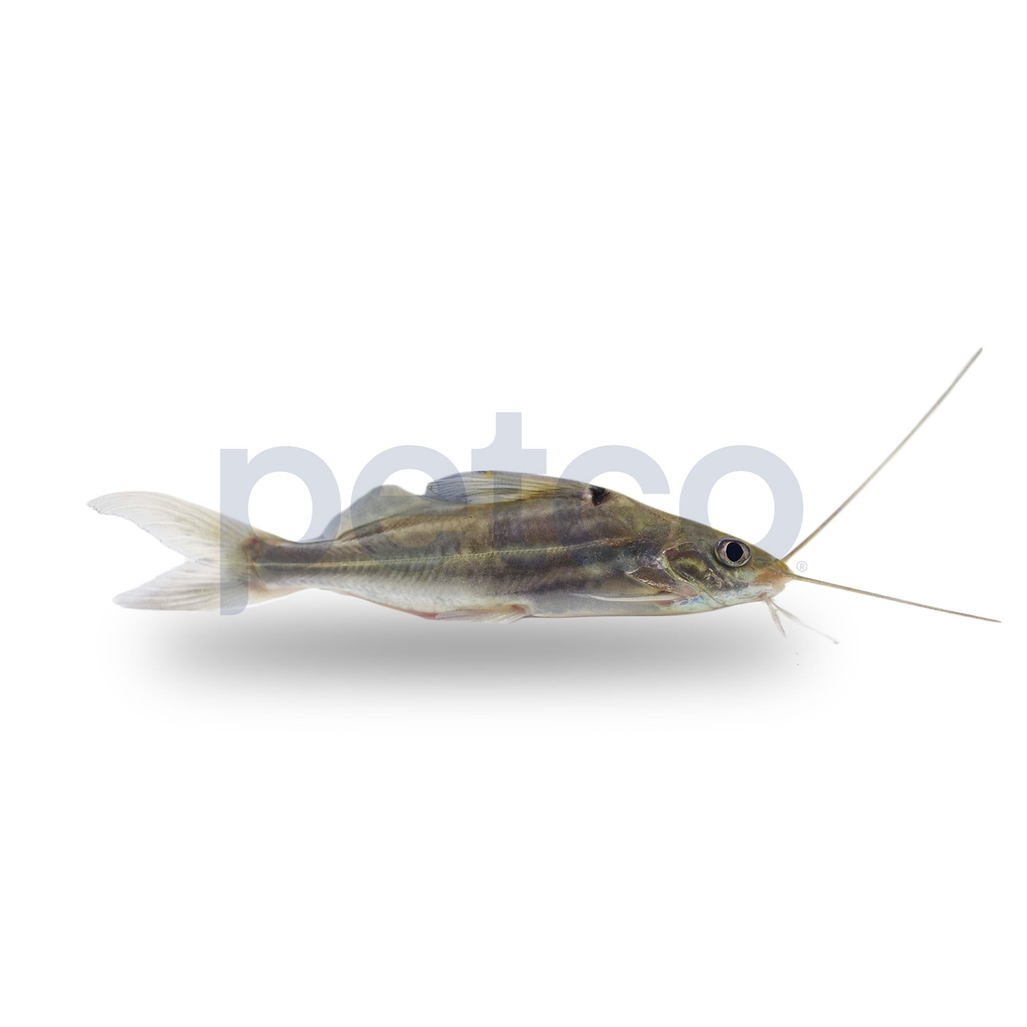 Aquarium Fish With Stripes Petco