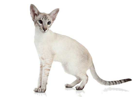 Colorpoint Shorthair
