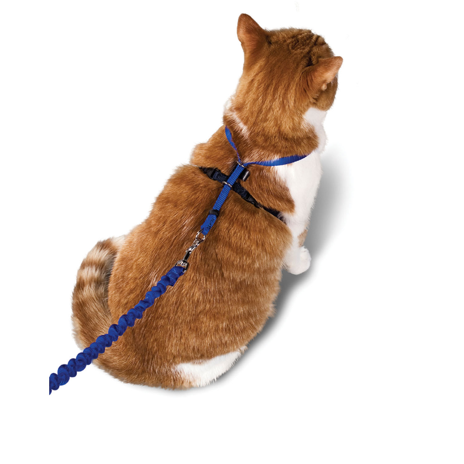 Photos - Collar / Harnesses PetSafe Gentle Leader Come with Me Kitty Harness & Bungee Leash, L 