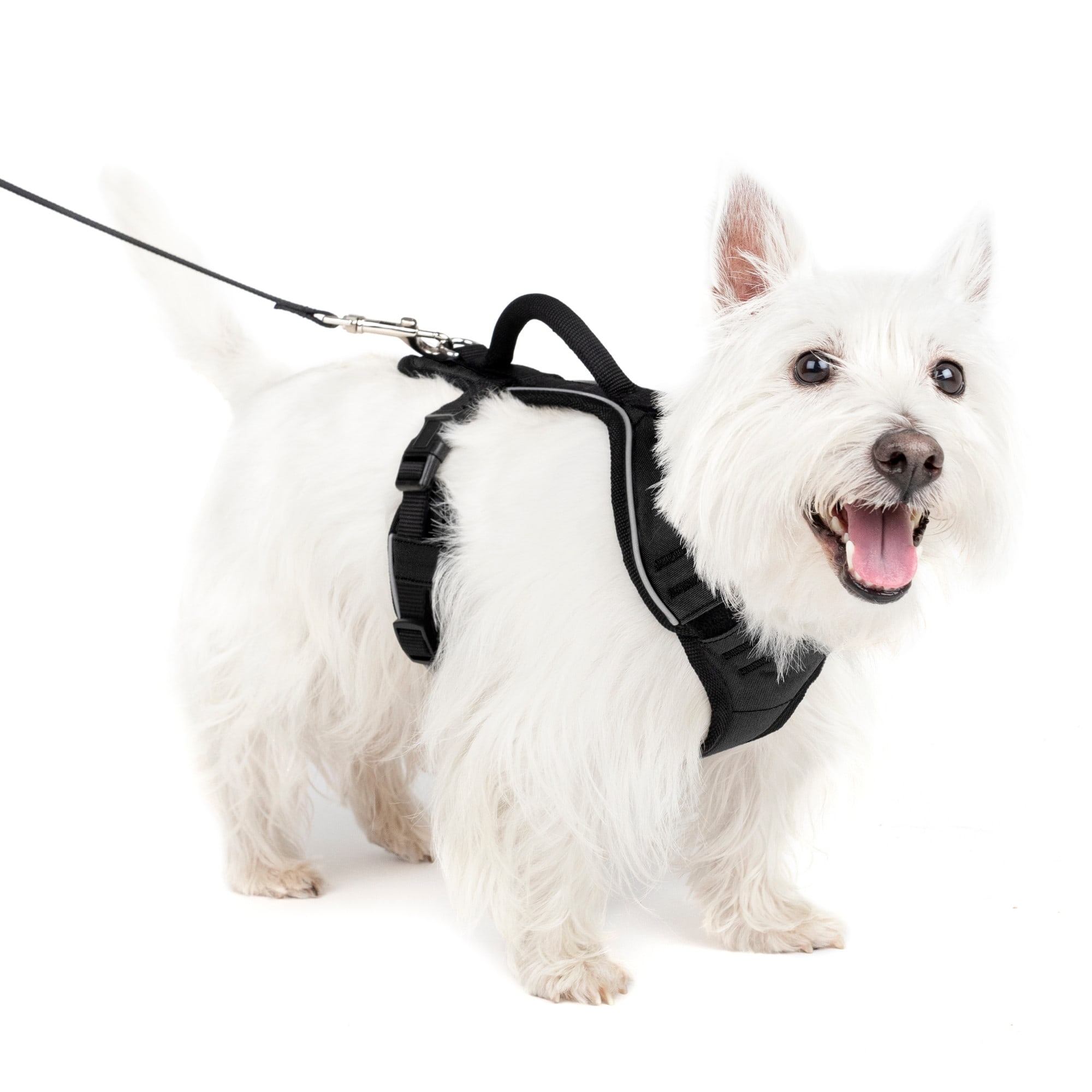 Photos - Collar / Harnesses PetSafe EasySport Black Dog Harness, Small, 19" - 27" Girth, Black 