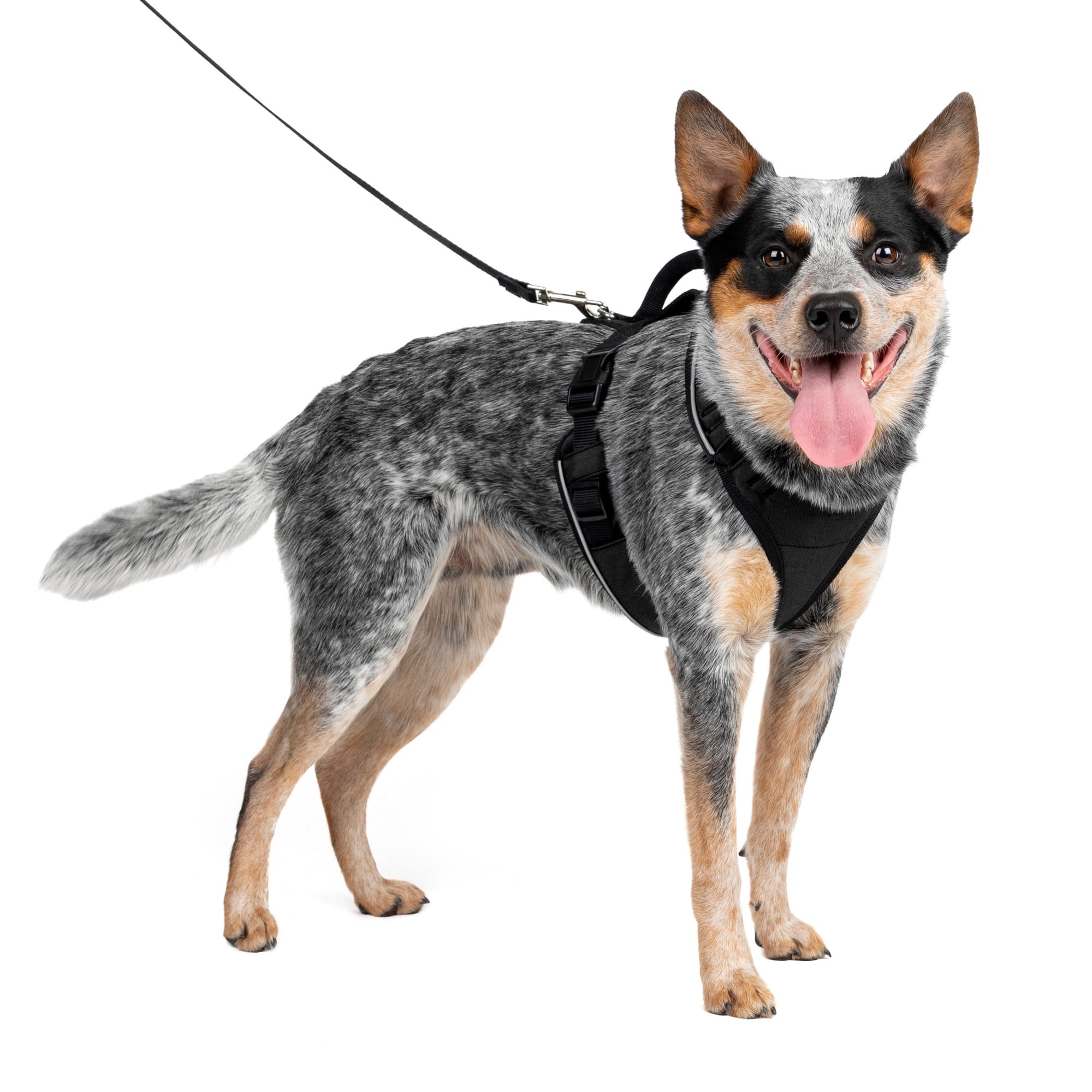 Photos - Collar / Harnesses PetSafe EasySport Black Dog Harness, Medium, 22" - 30" Girth, Blac 