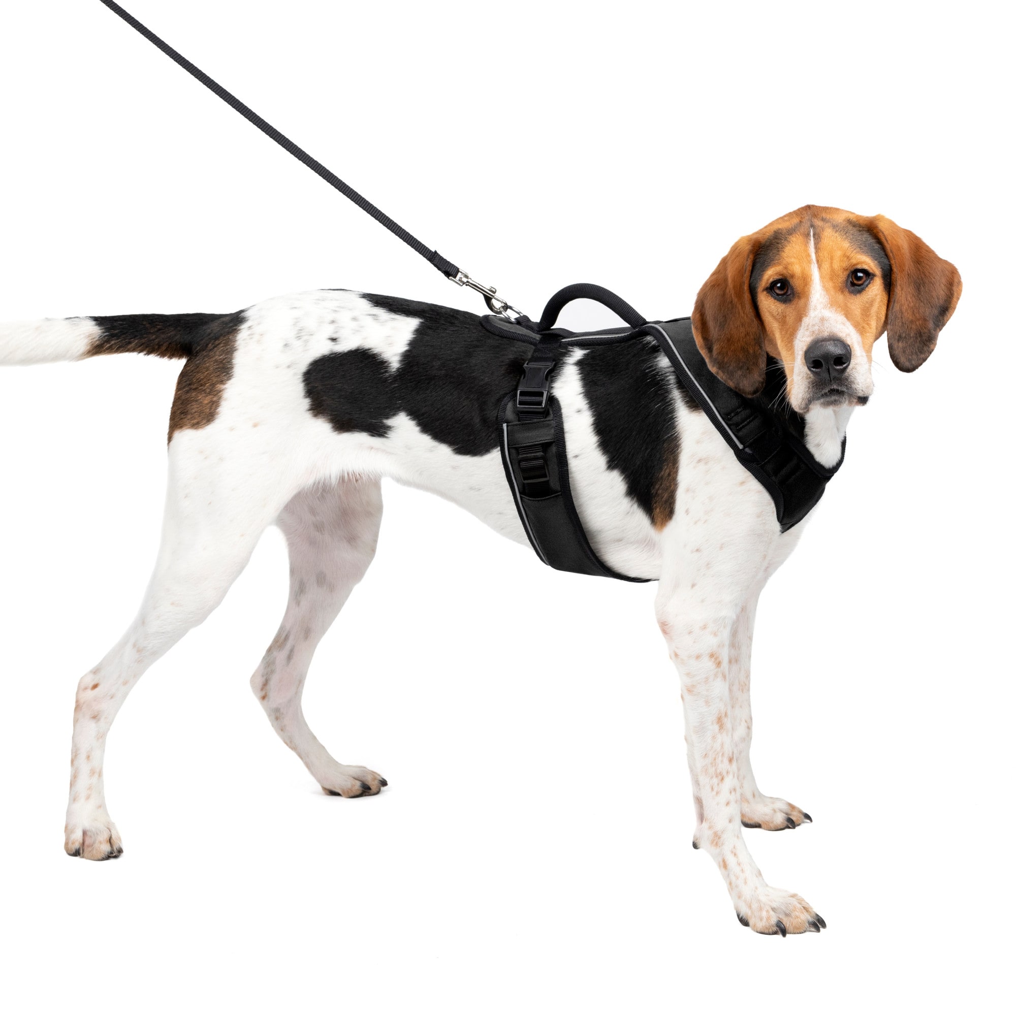 Photos - Collar / Harnesses PetSafe EasySport Black Dog Harness, Large, 28" - 42" Girth, Black 