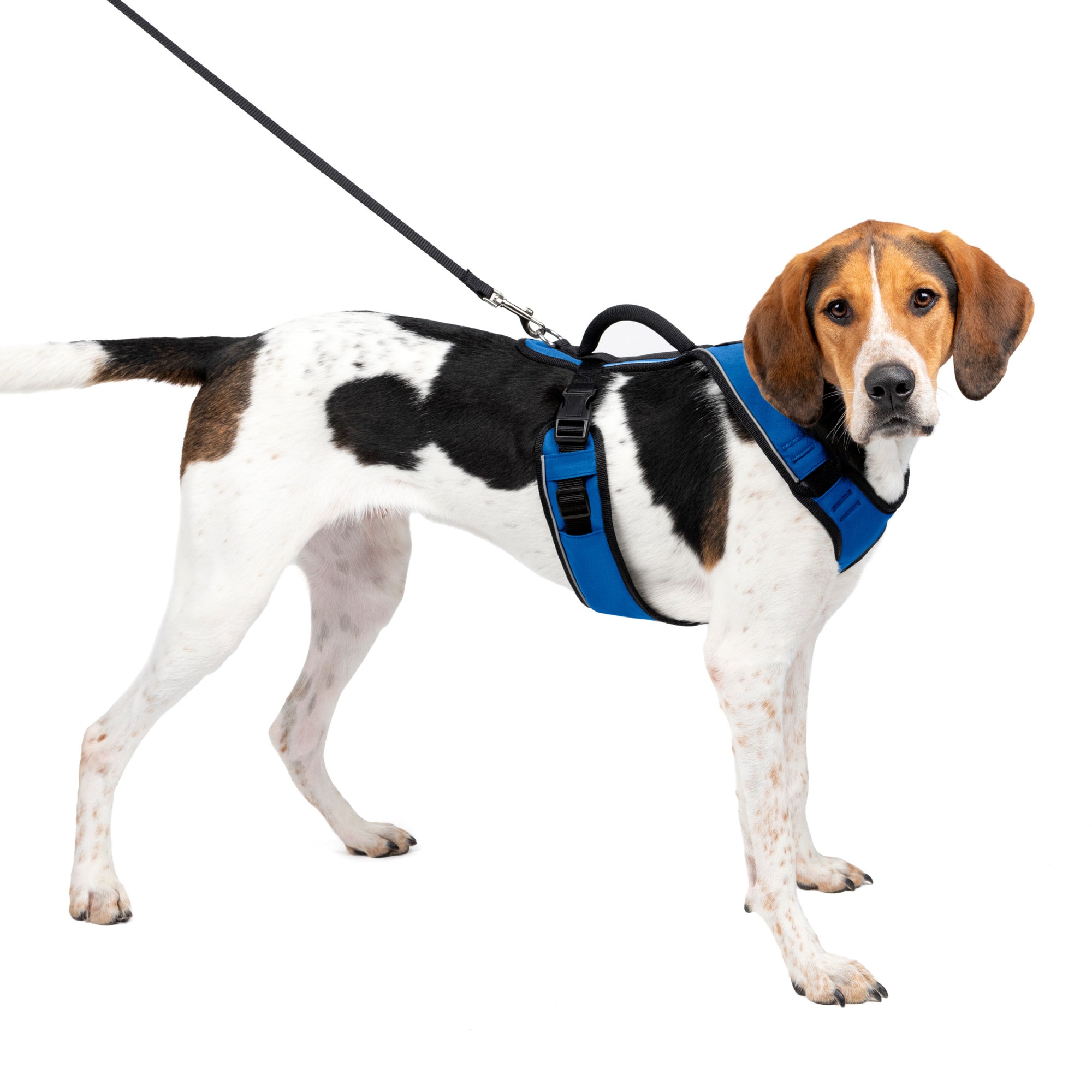 Photos - Collar / Harnesses PetSafe EasySport Blue Dog Harness, Large, 28" - 42" Girth, Blue E 