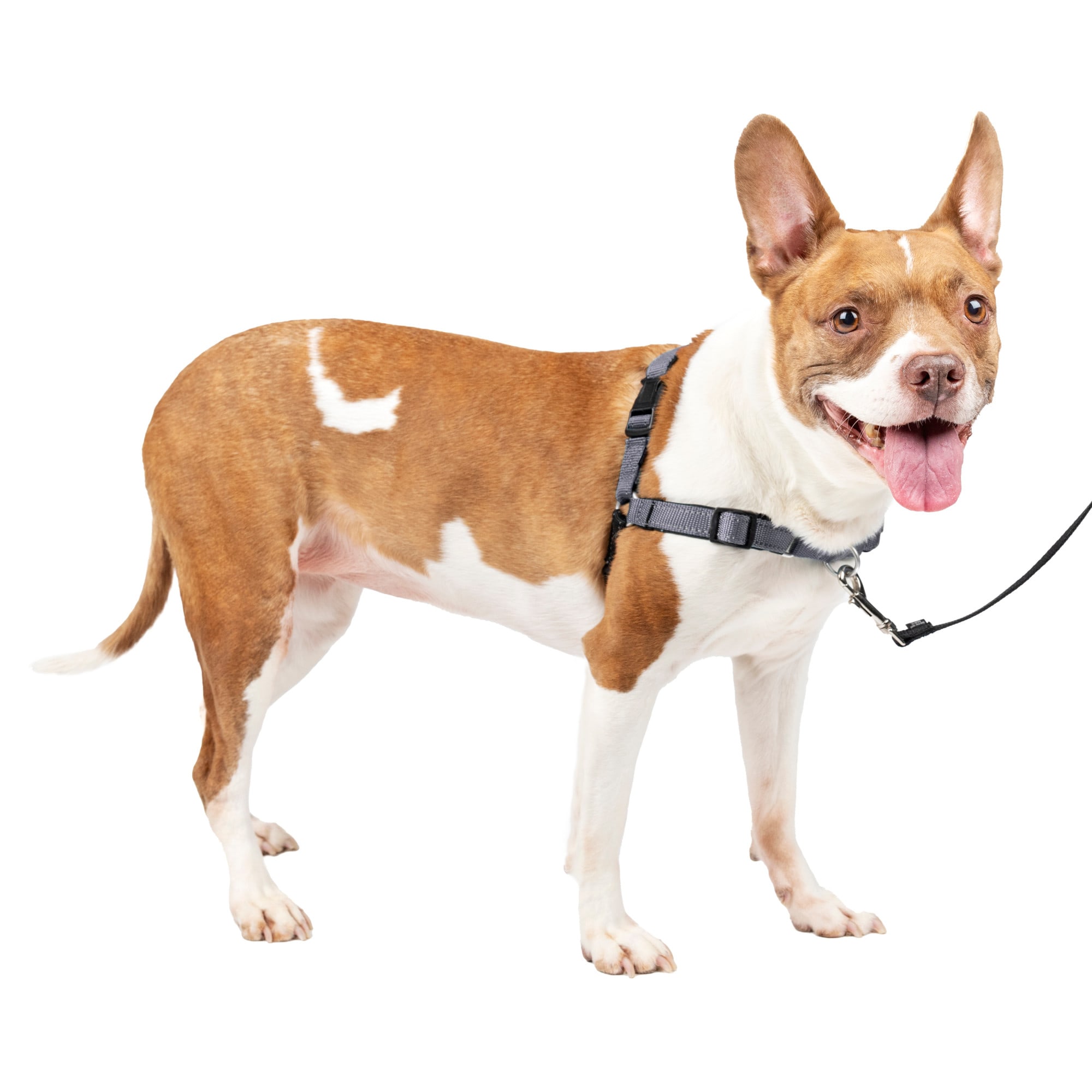 Photos - Leash PetSafe Deluxe Easy Walk Harness in Steel, Medium, Grey EWH-D-HC-M 