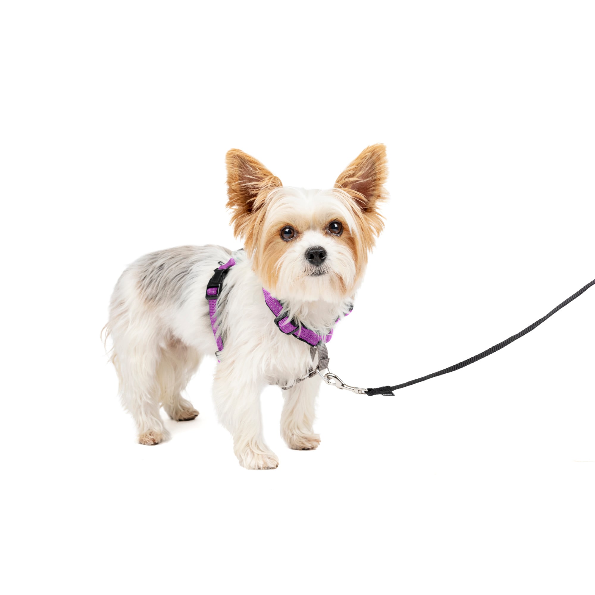 Photos - Collar / Harnesses PetSafe 3 in 1 Harness, Extra Small, Plum, X-Small, Red / Grey 3IN 