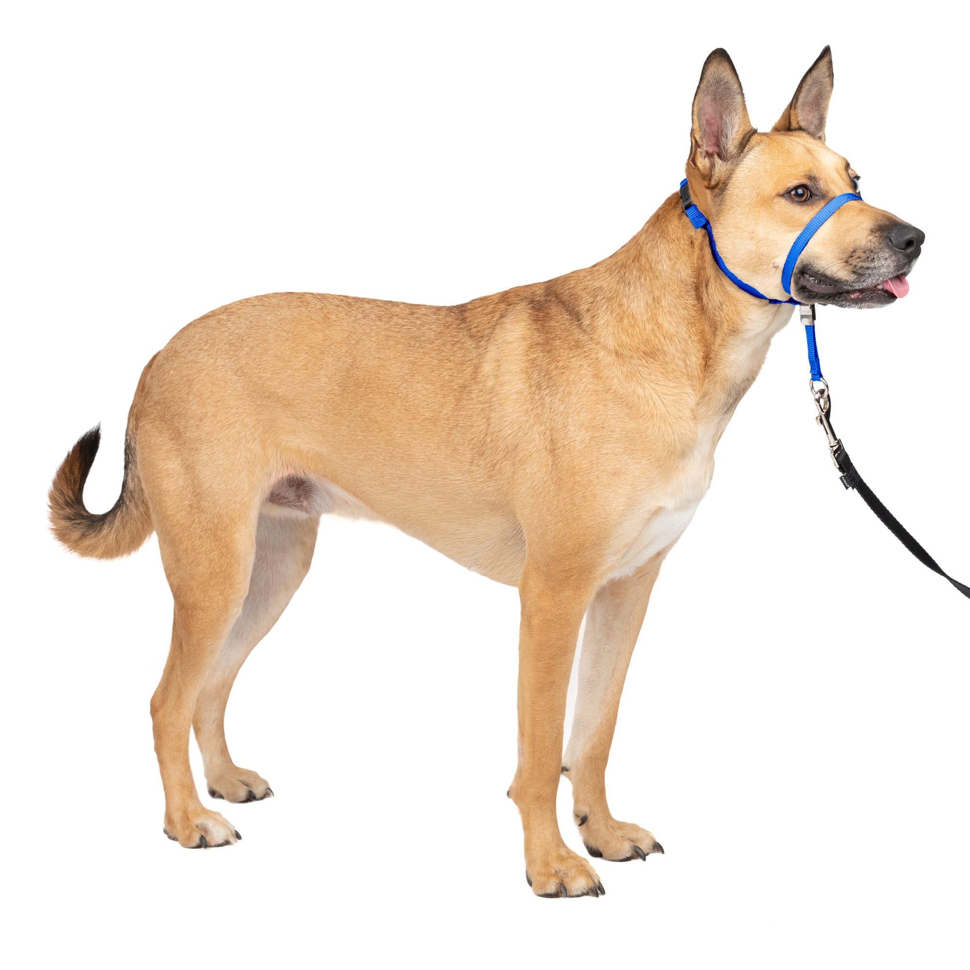 Photos - Collar / Harnesses PetSafe Products Blue Gentle Leader Headcollar, Medium, This colla 