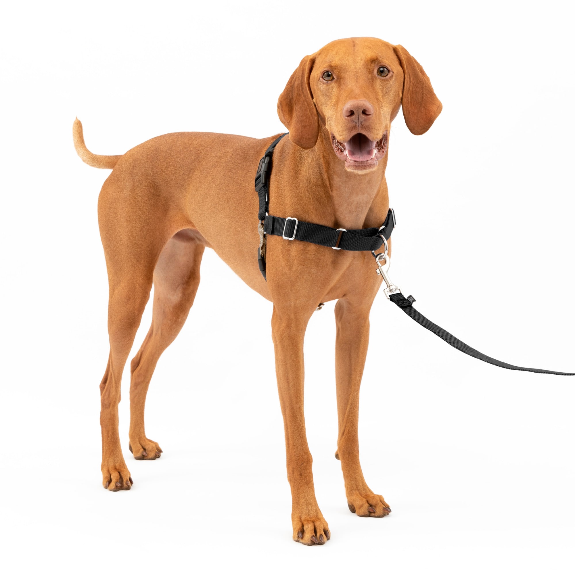 Photos - Collar / Harnesses PetSafe  Easy Walk Harness for Dogs, Comfy Medium Dog Harness EWH 