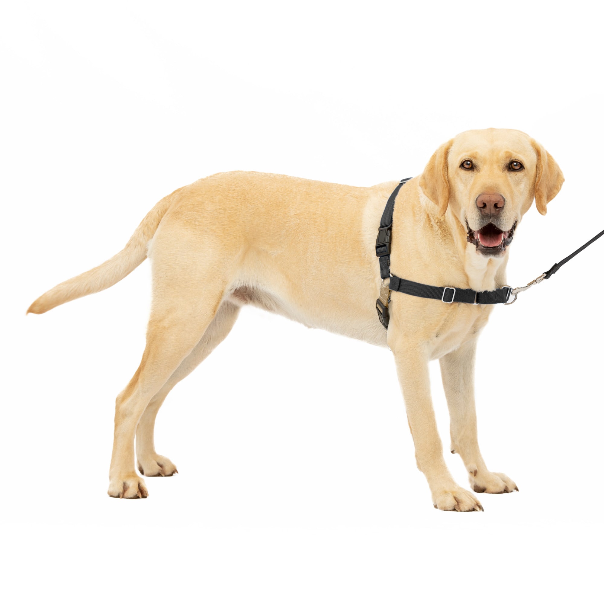 Photos - Collar / Harnesses PetSafe Easy Walk Black Dog Harness, Large, Black EWH HC L BLK 