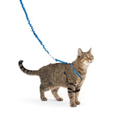 Petsmart cat best sale leash and harness