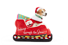 dog in sleigh