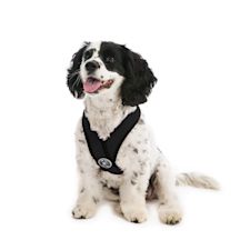 LV 3 PC COLLAR & HARNESS SET