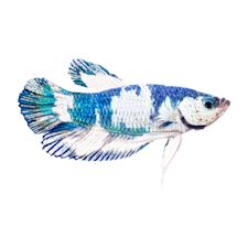 Online live fish store best sale