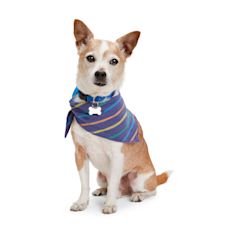 Cute dog accessories 2024 for small dogs