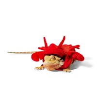 Discounted Reptile Supplies & Terrariums | Petco