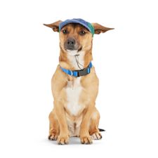 Petco dog hot sale accessories