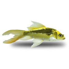 Petco 2024 saltwater sale