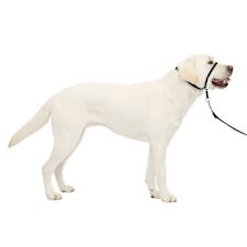 Training Collars Leashes Harnesses Petco Page 2