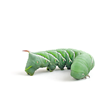  Josh's Frogs Butterworms (10 Count) : Electronics