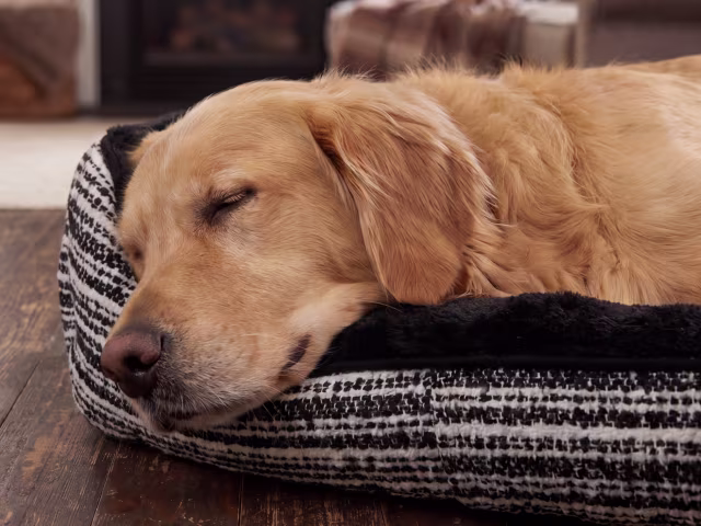 Dog Beds