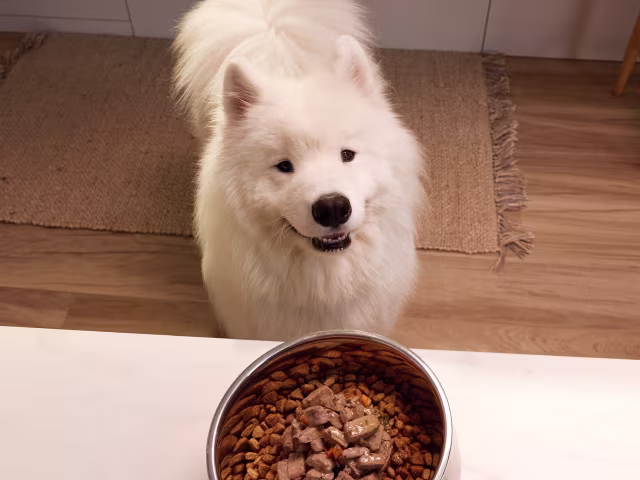 Dog Bowls & Feeding